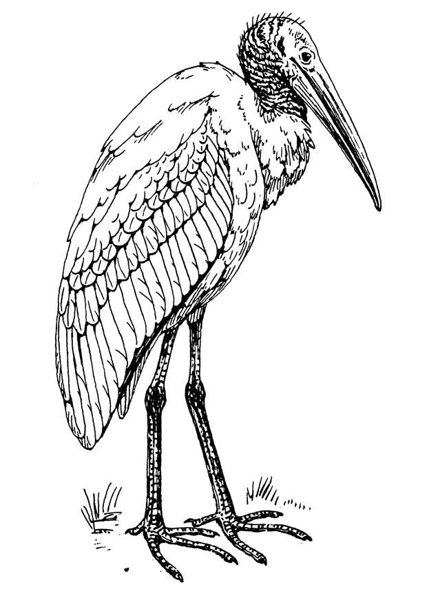 Malvorlage  ibis