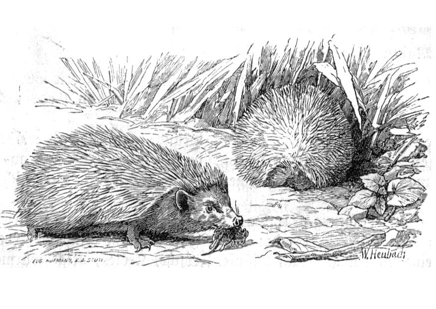 Malvorlage  igel