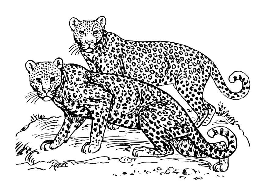 Malvorlage  leopard