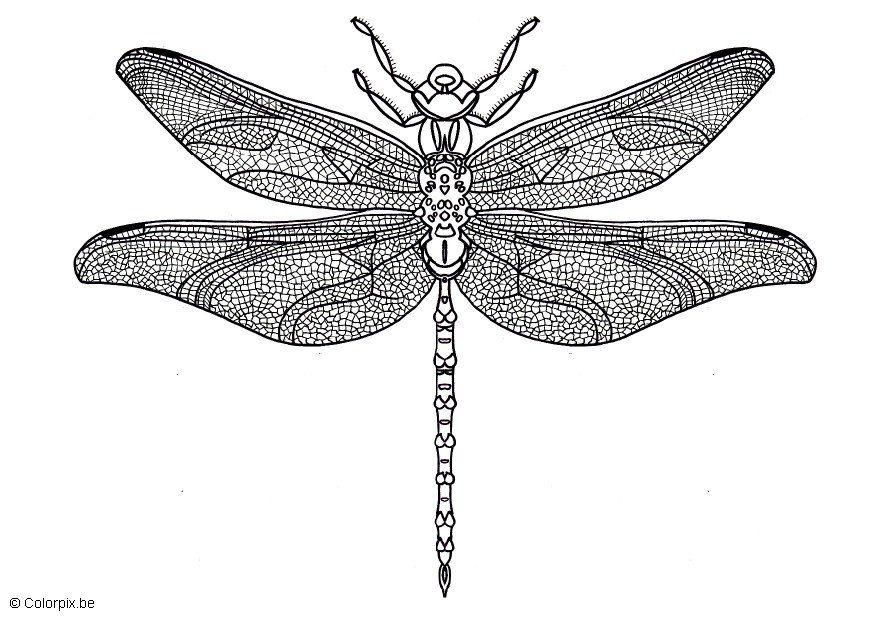 Malvorlage  libelle