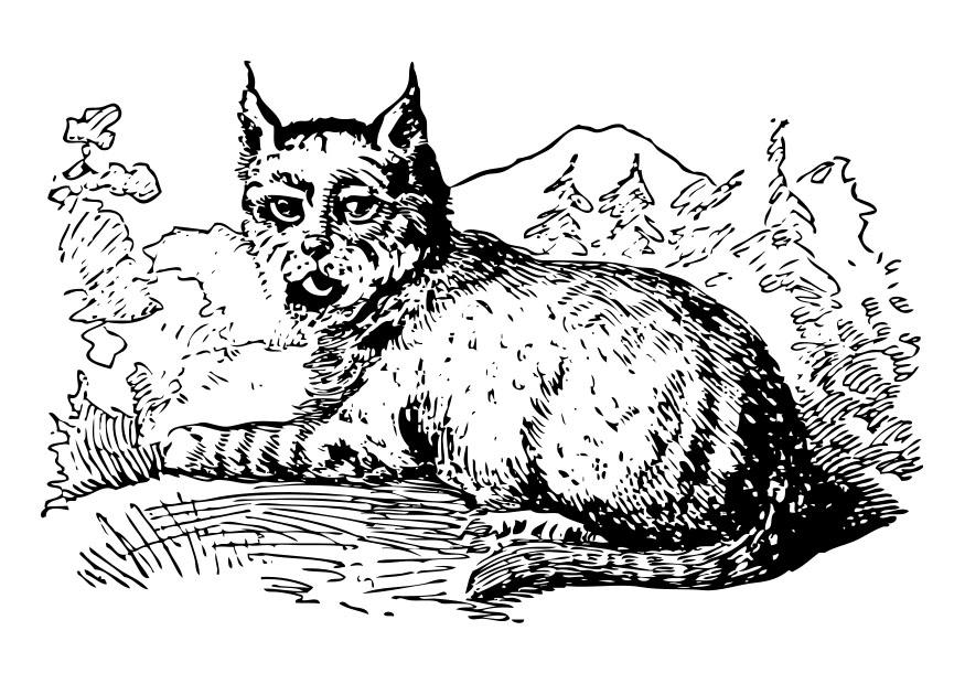 Malvorlage  luchs