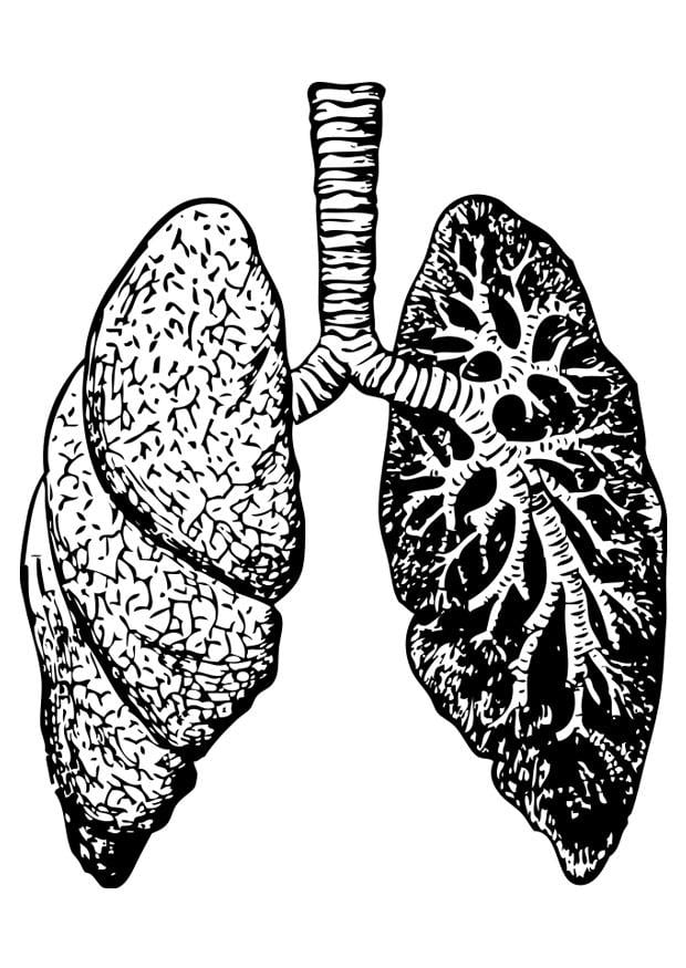 Malvorlage  lunge