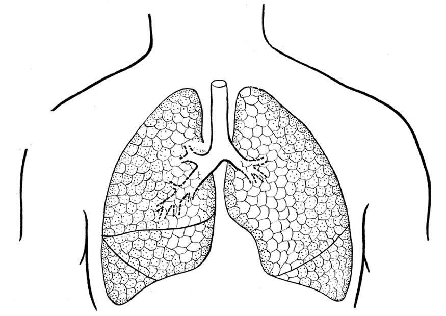 Malvorlage  lungen