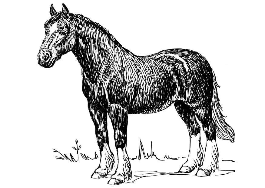 Malvorlage  pferd