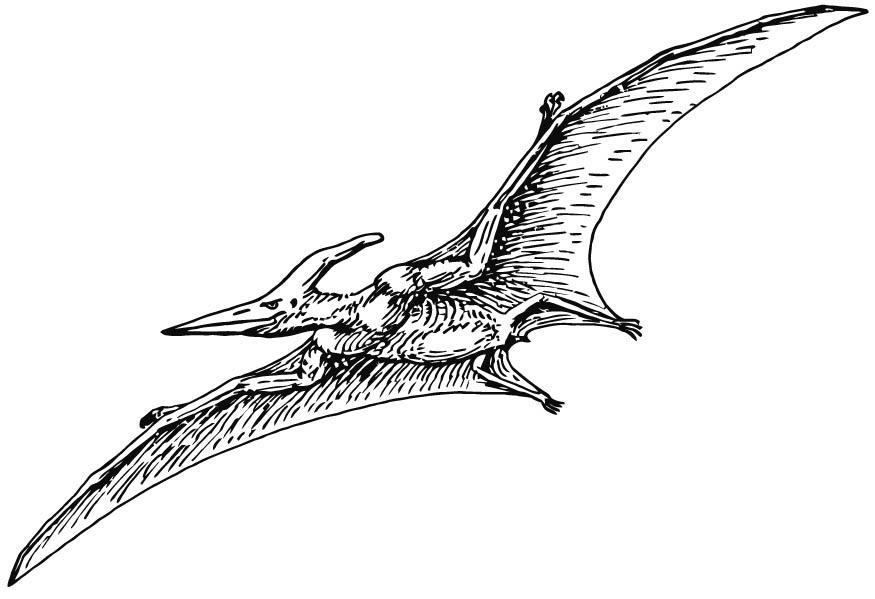 Malvorlage  pterodactylus