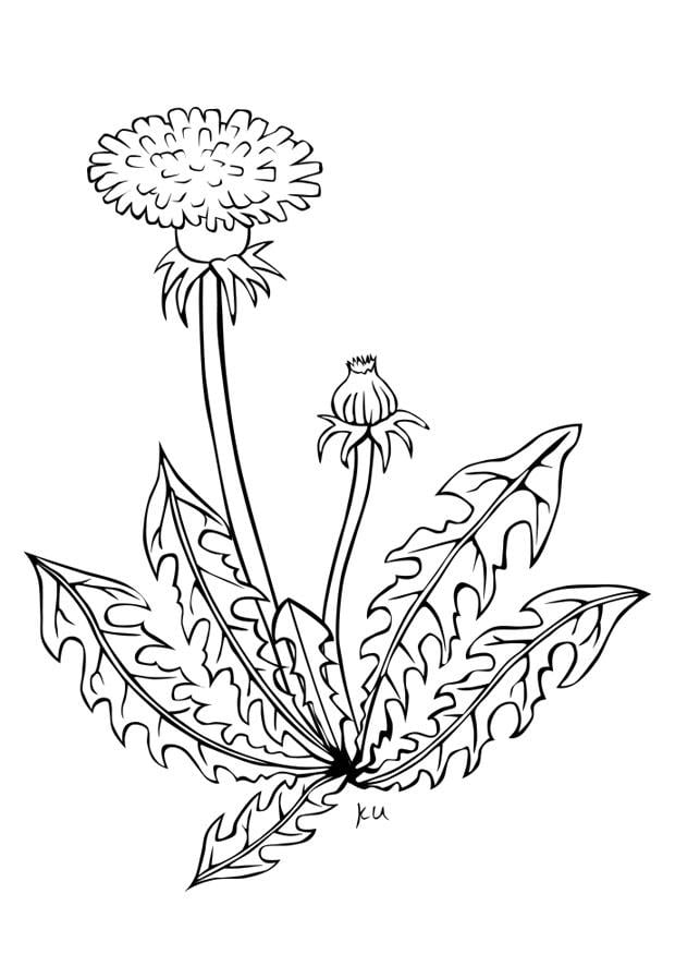 Malvorlage  pusteblume