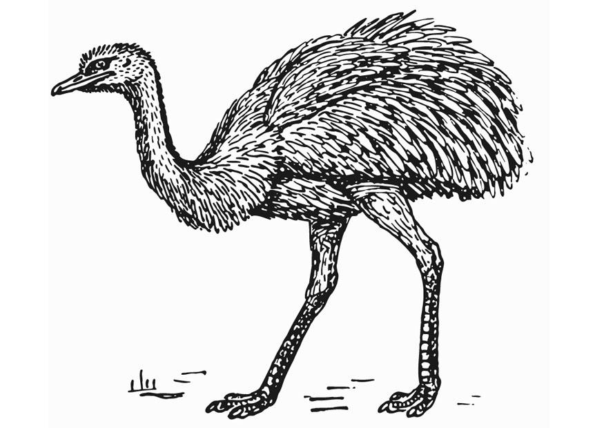 Malvorlage  rhea straussvogel