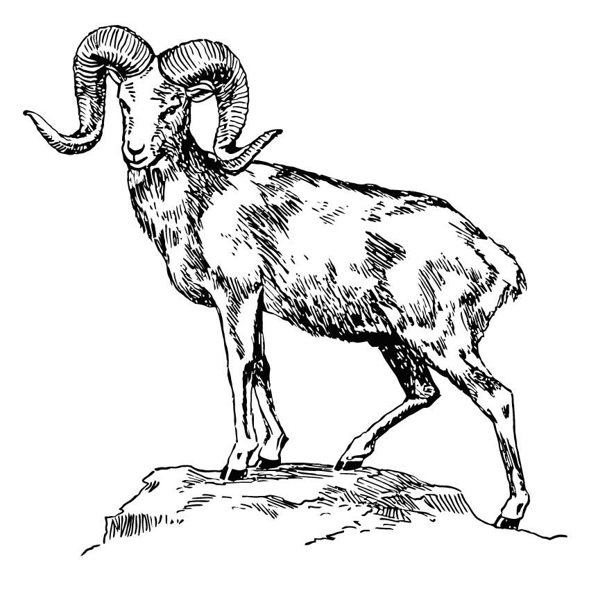 Malvorlage  riesenwildschaf - argali