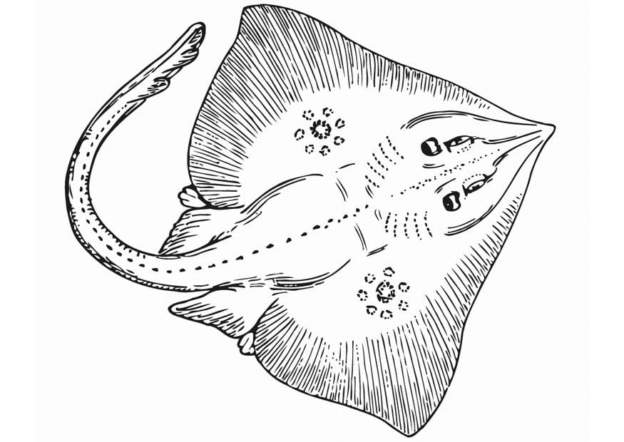 Malvorlage  rochen