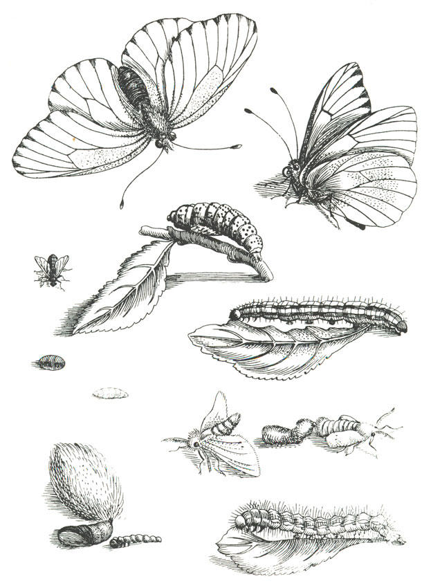 Malvorlage  schmetterlinszyklus