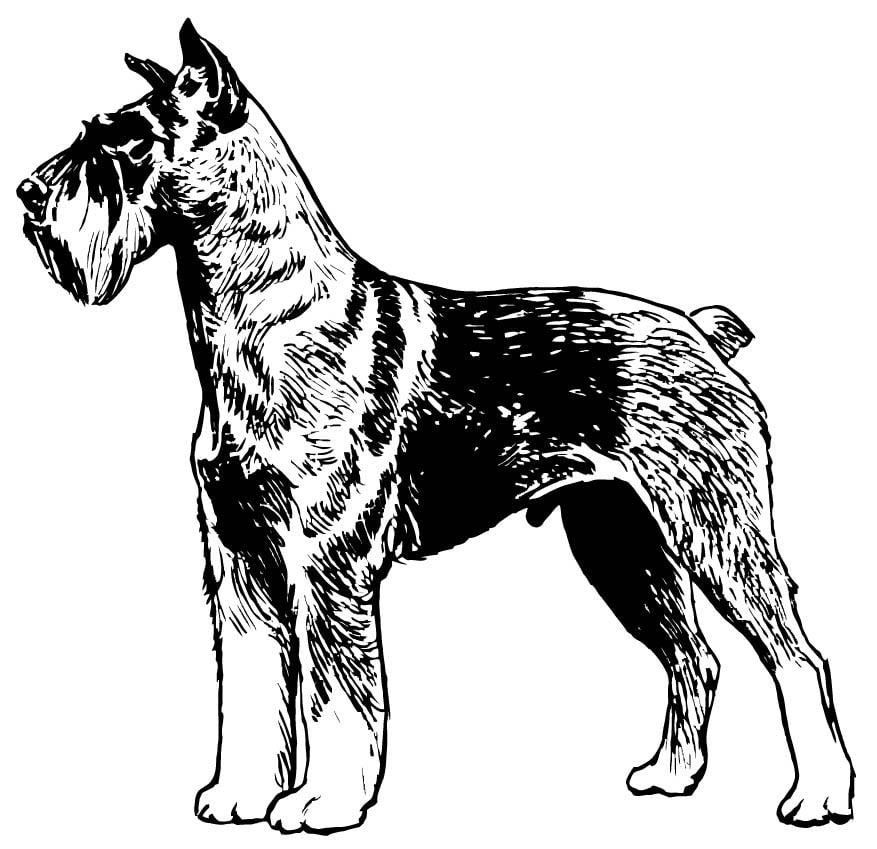 Malvorlage  schnauzer