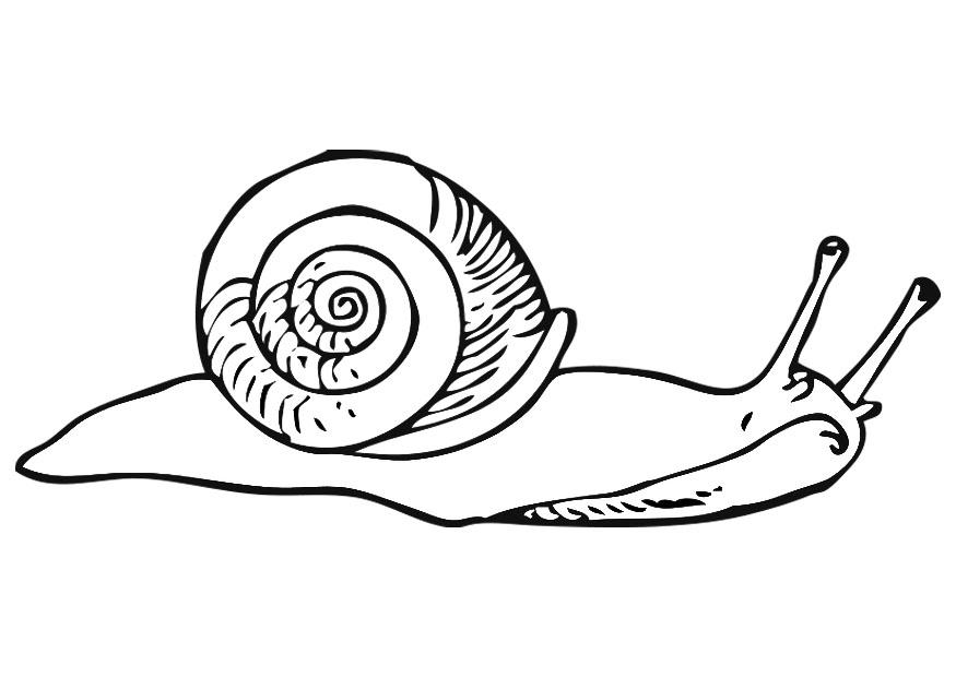 Malvorlage  schnecke