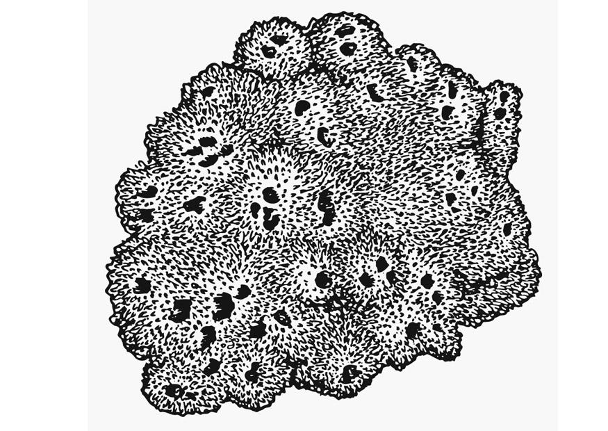 Malvorlage  schwamm