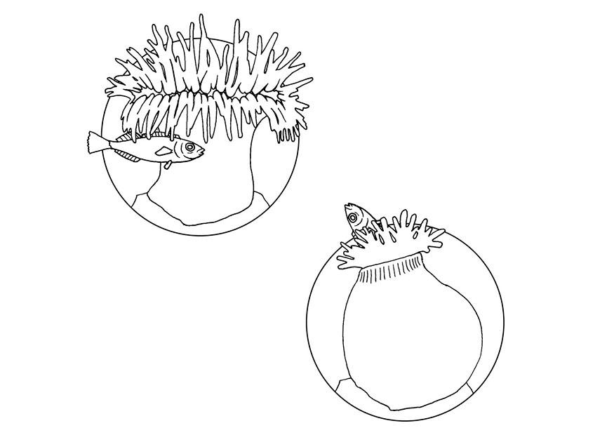 Malvorlage  seeanemone fA¤ngt fisch