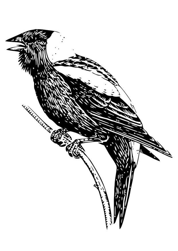 Malvorlage  vogel