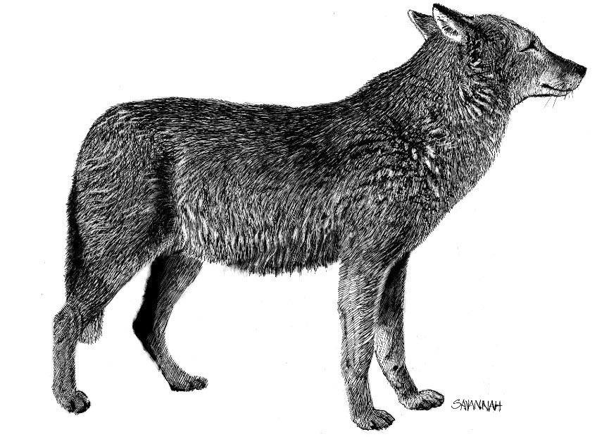 Malvorlage  wolf