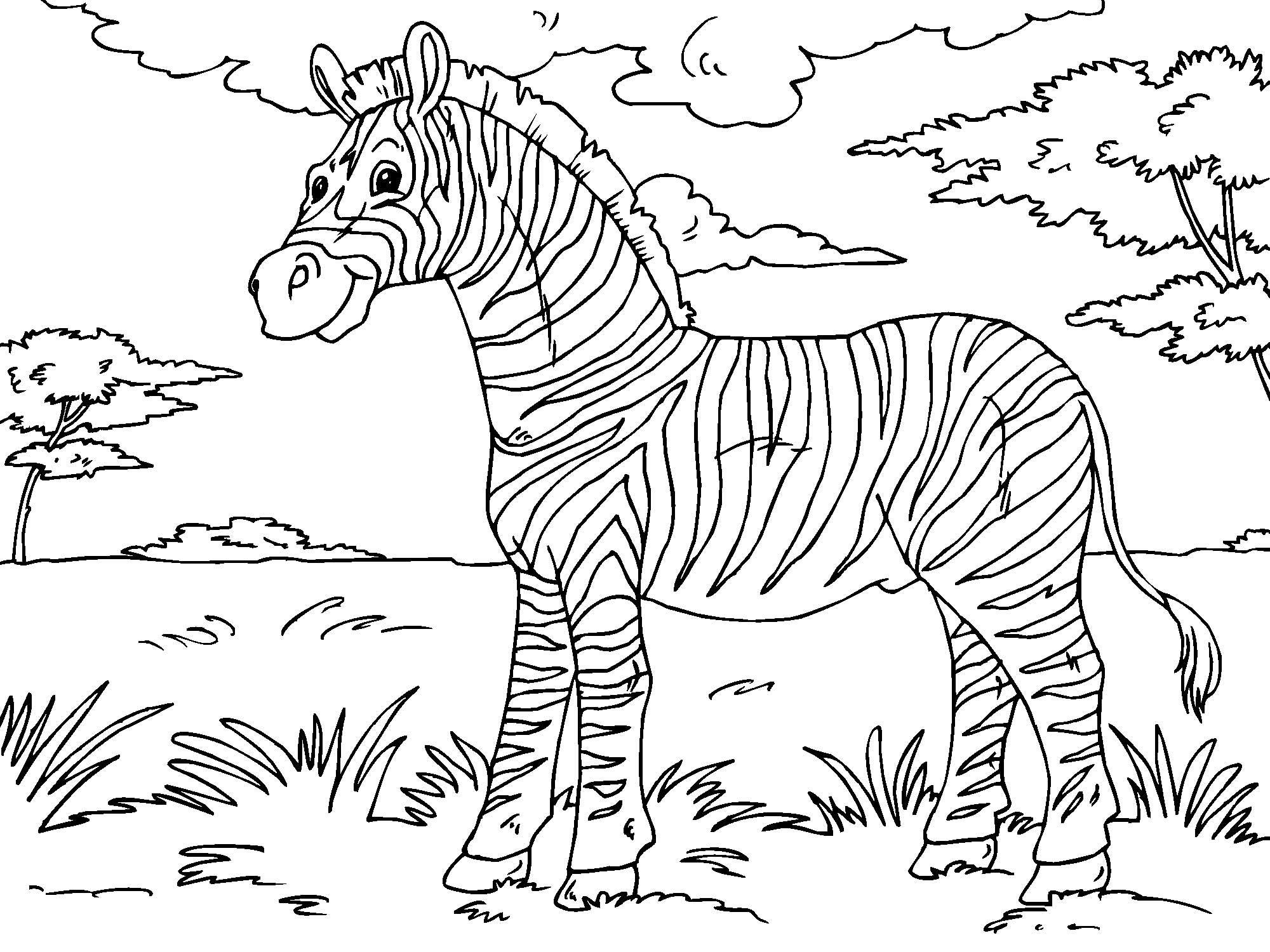 Malvorlage  zebra